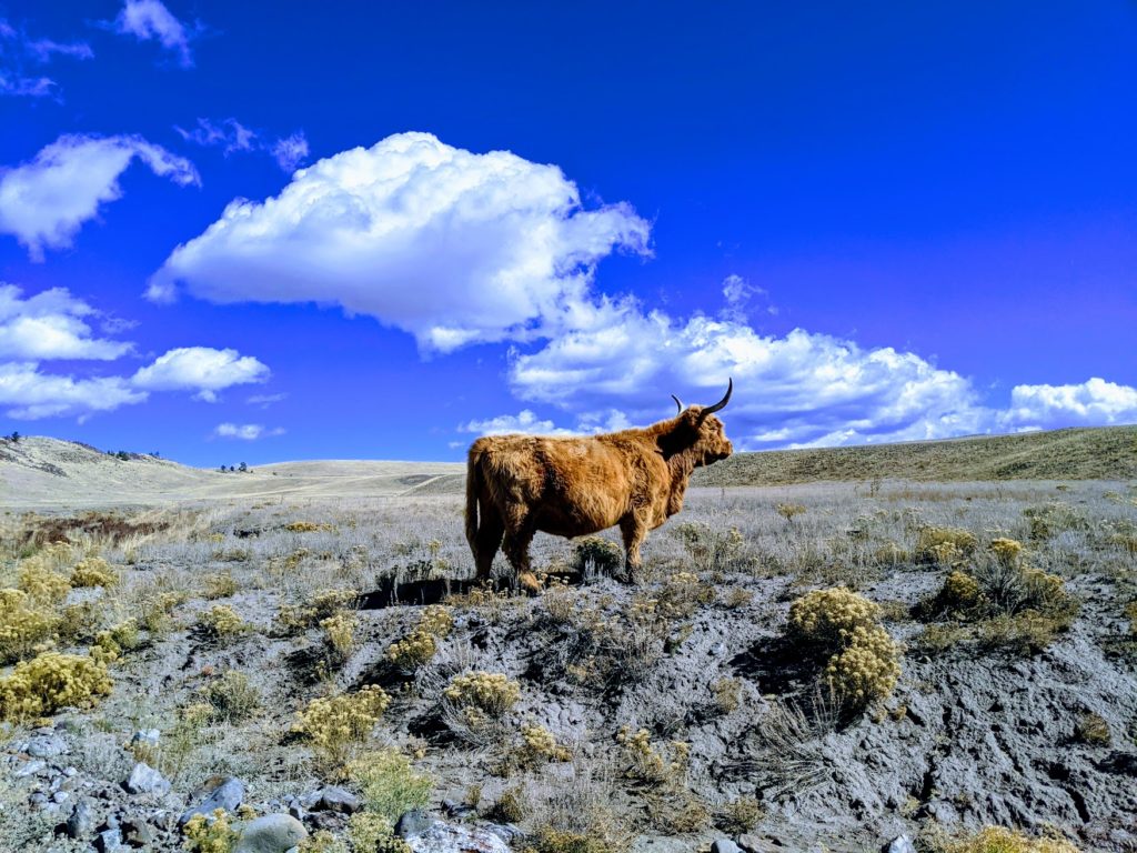 PXL_20211009_173352491.MP-EFFECTS